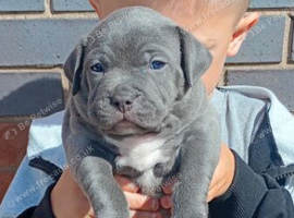 Blue staffy pups