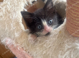 RESCUE KITTEN IN NEED OF LOVING HOME
