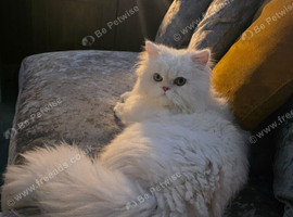 Headline: Gorgeous 1-Year-Old Doll-Faced Persian - Independent & Loving Boy.