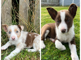 1 Red / White Female + 1 Red Merle Male left