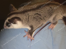 Female White face sugar glider