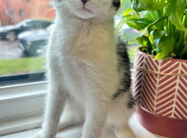 have two very friendly and quiet cats looking for a new home.  The orange cat is 7 months old, and the black-and-white kitten is 10 weeks old and stil