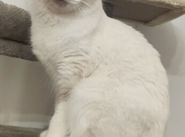 Beautiful 2-Year-Old Bicolour Girl Looking for a Loving Pet Home