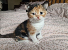 3 kittens for sale