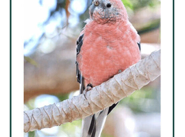 Rosa Bourke Bird wanted