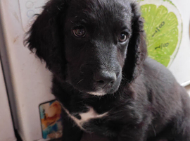 Last Remaining Cockapoo Puppy &ndash; Ready Now
