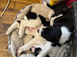 Collie puppies