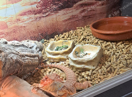 Bearded dragon with viv