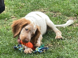 Roan cocker spaniel boy for stud