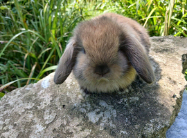 Stunning mini lop baby rabbits RTR