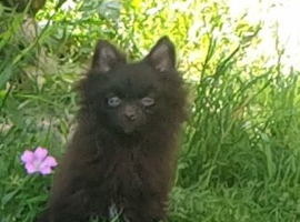 2 small house trained Pomeranians ready 16th June