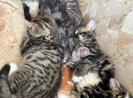 Adorable X Bengal kitties looking for loving homes