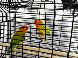 Kiwi & Mango - Bonded Lovebird Pair Looking for a Loving New Home