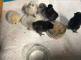 Silkie chicks 1-7 day old