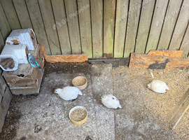 3 WHITE QUAILS
