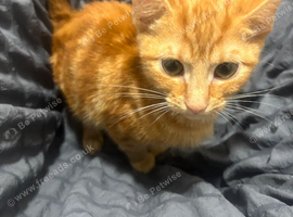 2 Ginger male kittens ready now