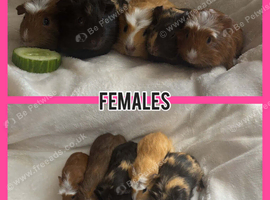 Beautiful crested baby guinea pigs