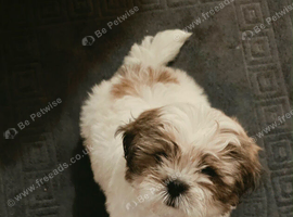 Puppy