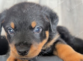 Rotweiler puppies