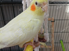 baby cockatiel ready silly tame