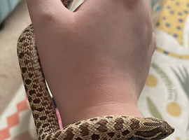 Female Western hognose