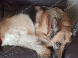 Adult German shepherd