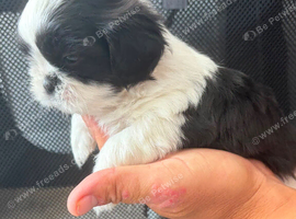 Shih tzu
