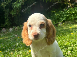 last 2 cocker spaniel puppy&rsquo;s looking for new homes