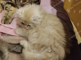 Long hair exotic Persian boy