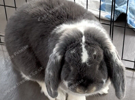 Ready to leave French lop babies for sale