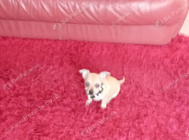 Cute chihuahua