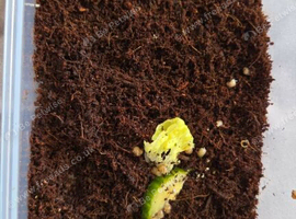 Baby african land snails