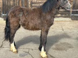 Welsh type yearling