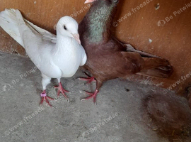 4 pigeons for sale