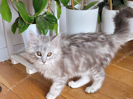 Tica registered maine coon kittens
