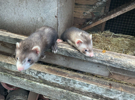 YOUNG  FERRETS FOR SALE.