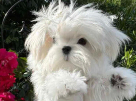 Korean Maltese pups