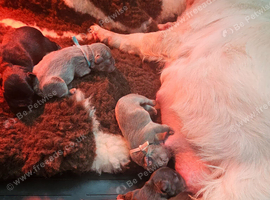 Fluffy french bulldog puppies
