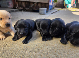 KC registered labrador puppies