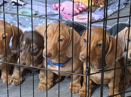 7 miniture Dachshund puppies available