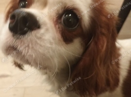 Cavalier king Charles boy