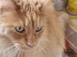Male maincoon cat