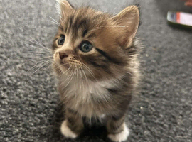 4 beautiful kittens looking for their forever home