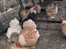 Beautiful day old pekin bantam chicks