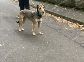 Wheaton x whippet grey