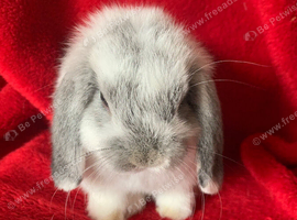 Gorgeous Pure Mini Lop Rabbits