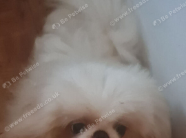 Adult cream female pekingese