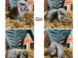 Five Outstanding Beautiful Mini Lops (Mixed Litter, Ready To Leave Now)