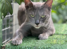 Beautiful Blue Bengal