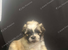 Lhasa Apso Cross Shihtzu Pups